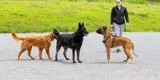 Three large dogs checking each other out with female in background.