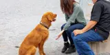 Two people sitting on bench with golden retriever sitting.