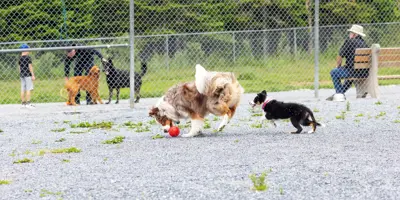 Large and small dog playing with ball.