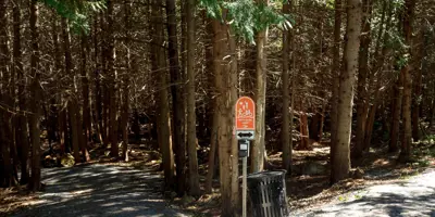 Trail with trees on each side.