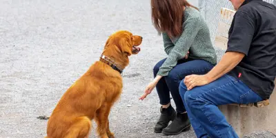 Two people sitting on bench with golden retriever sitting.