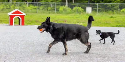 Large dog with ball in mouth and small dog following behind.