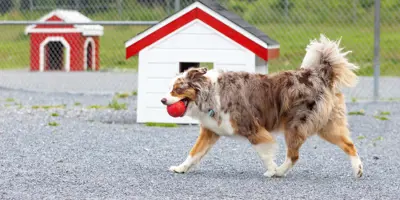 Large dog walking with ball in mouth.